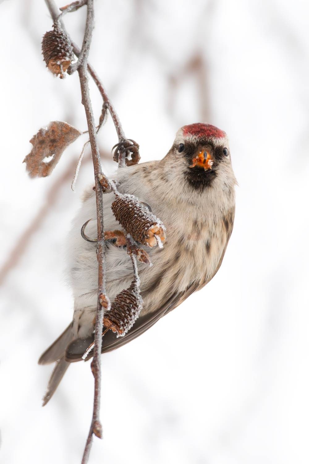 wildlife, birdwatching, nature, bird photography, птица, фотоохота, природа, чечетка, Полина Шальнева