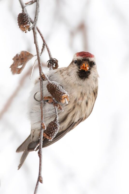 wildlife, birdwatching, nature, bird photography, птица, фотоохота, природа, чечетка Чечетка фото превью