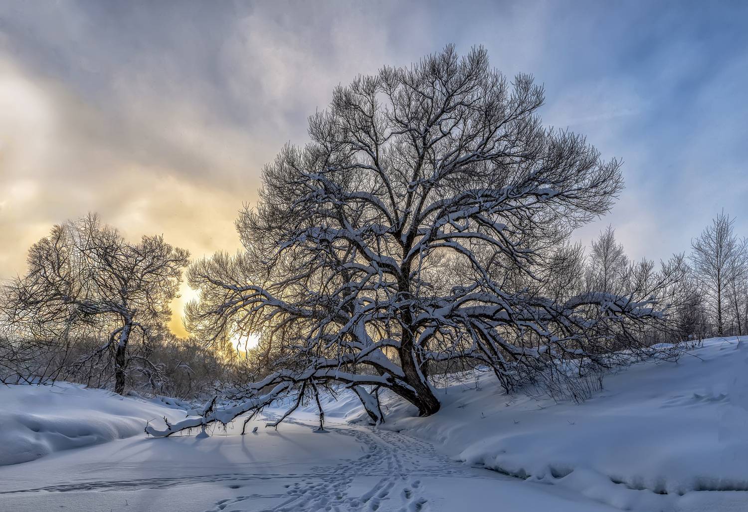 зима, дерево, Татьяна Феденкова
