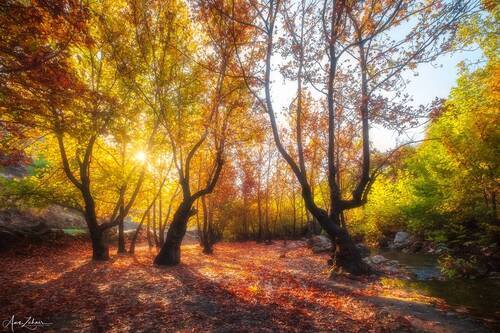 Autumn Vibe