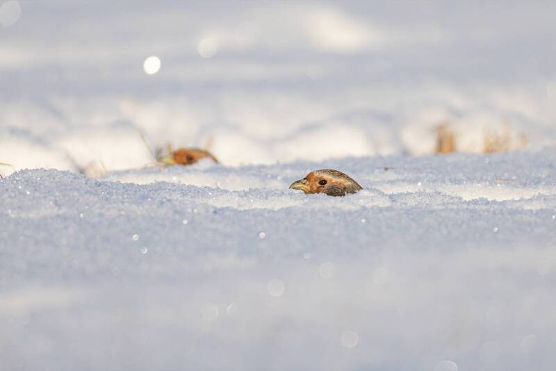 серая куропатка, куропатка, птицы, зима Мы следим за тобой! фото превью