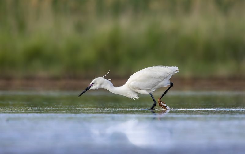 Малая белая цапля. фото превью