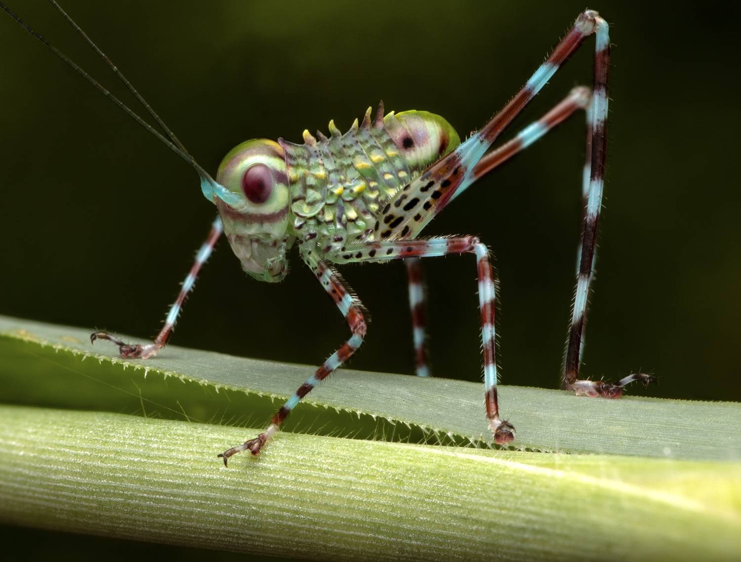 , Eduardo Salvador Cabrera