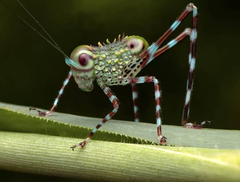 Katydid nymph from Costa Rica фото превью