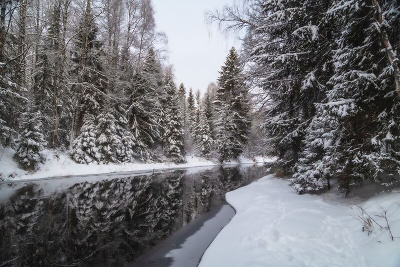 природа России, Ленинградская область, Линдуловская роща Отражения зимы фото превью