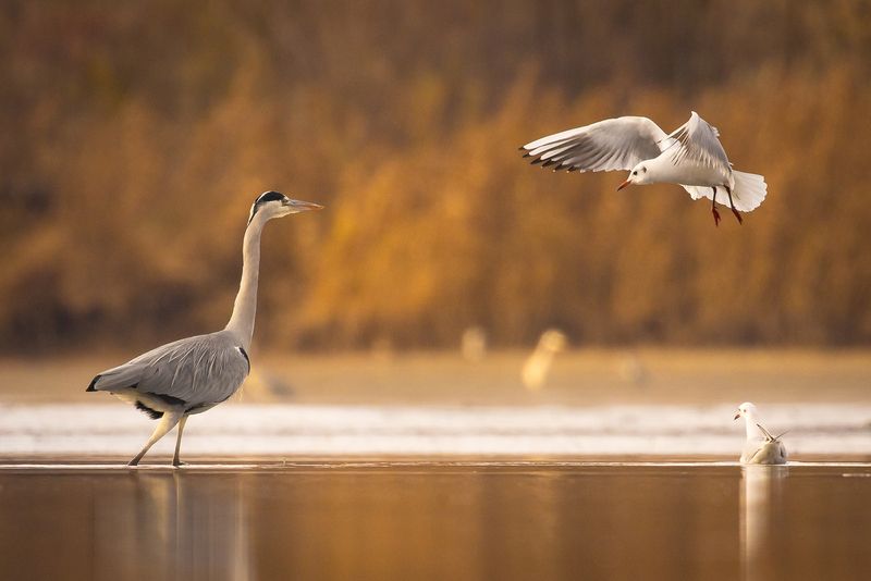 Heron фото превью