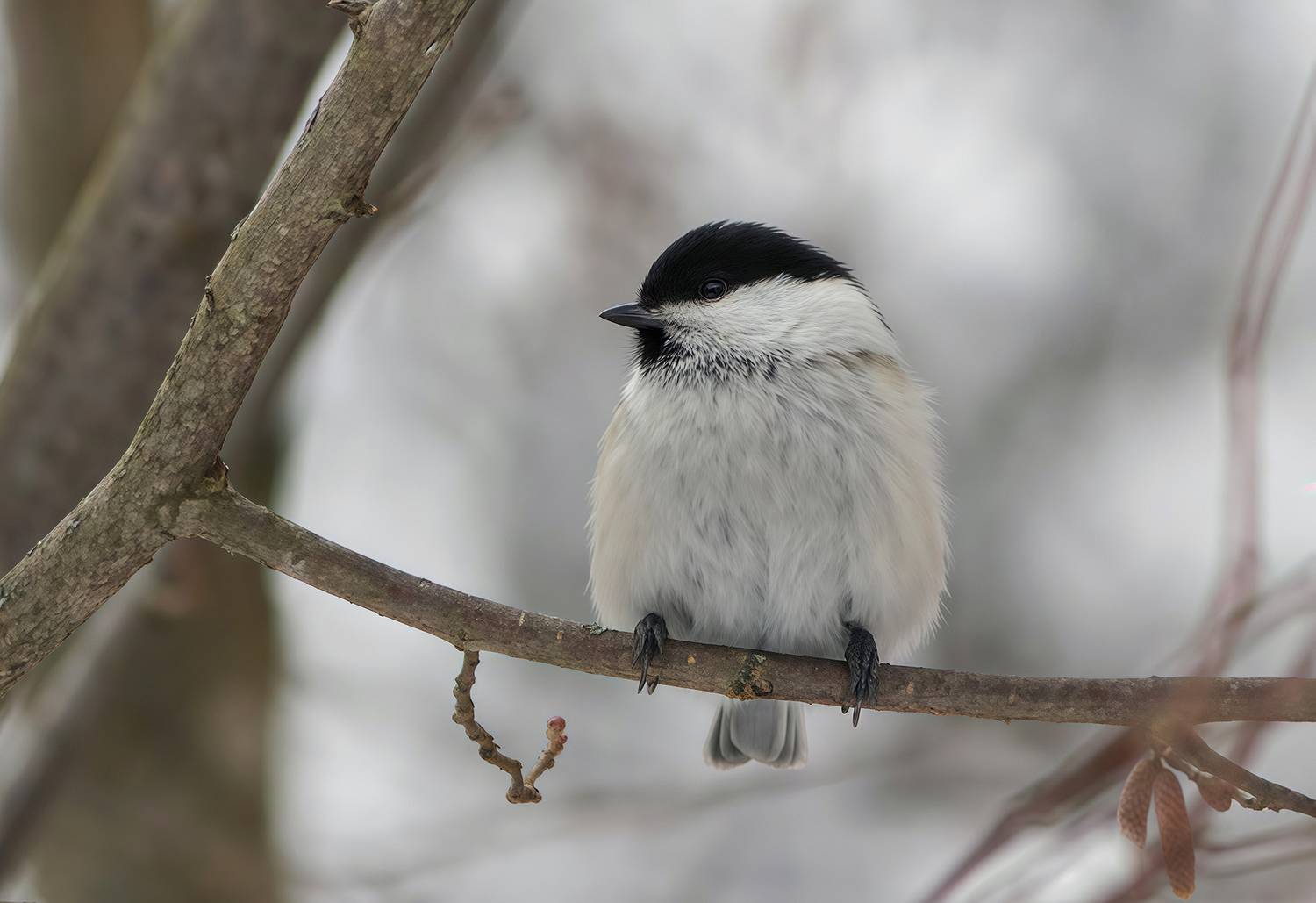 синица, буроголовая гаичка, пухляк,poecile montanus, КарОл