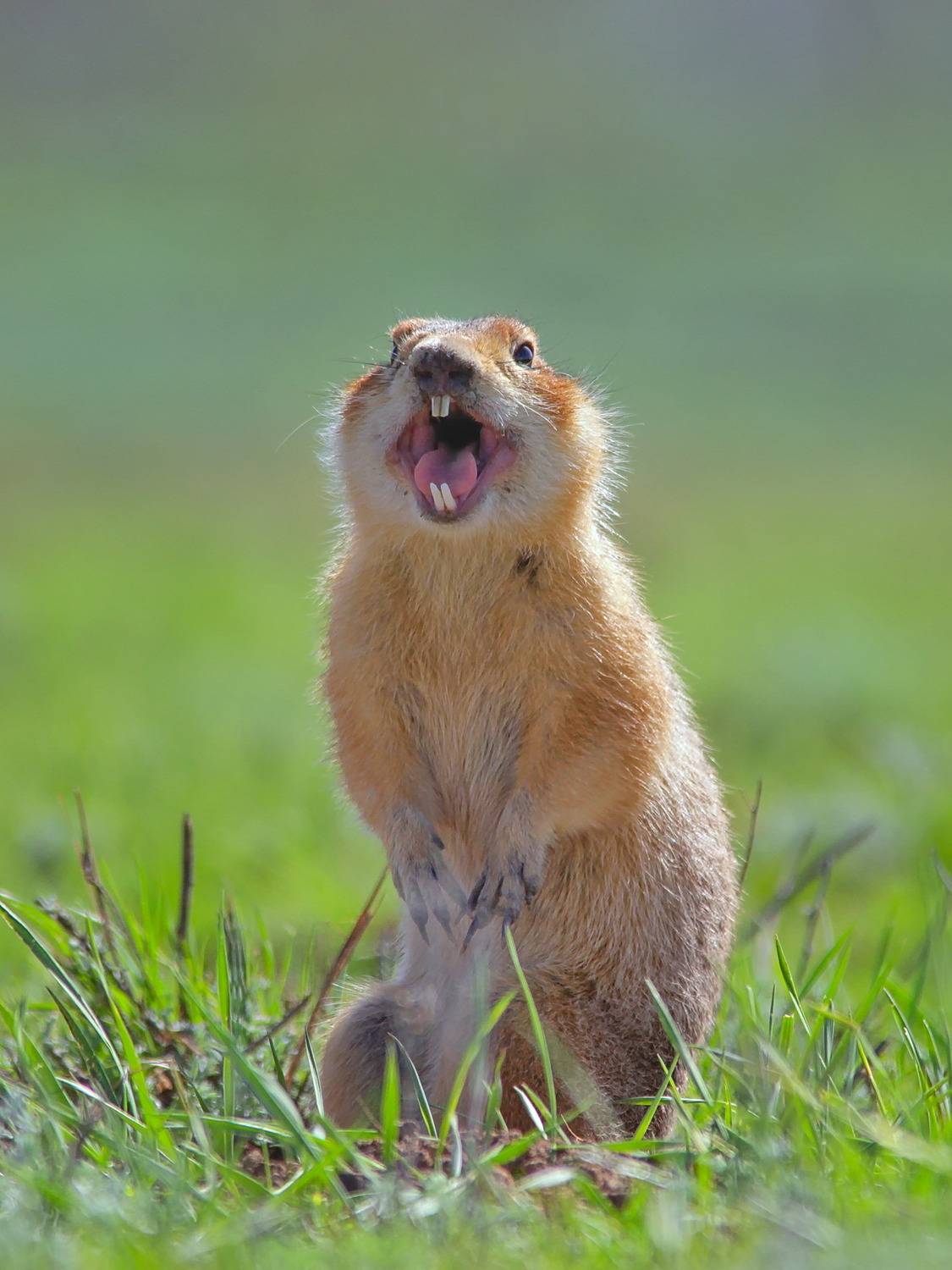 суслик,, sergey izoya