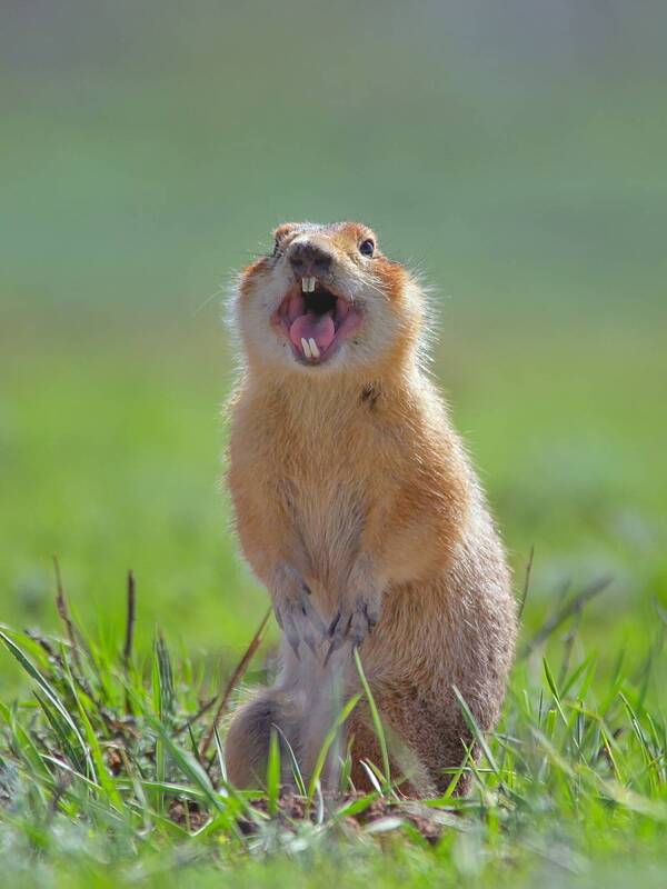 суслик, Я вам спою ツ фото превью