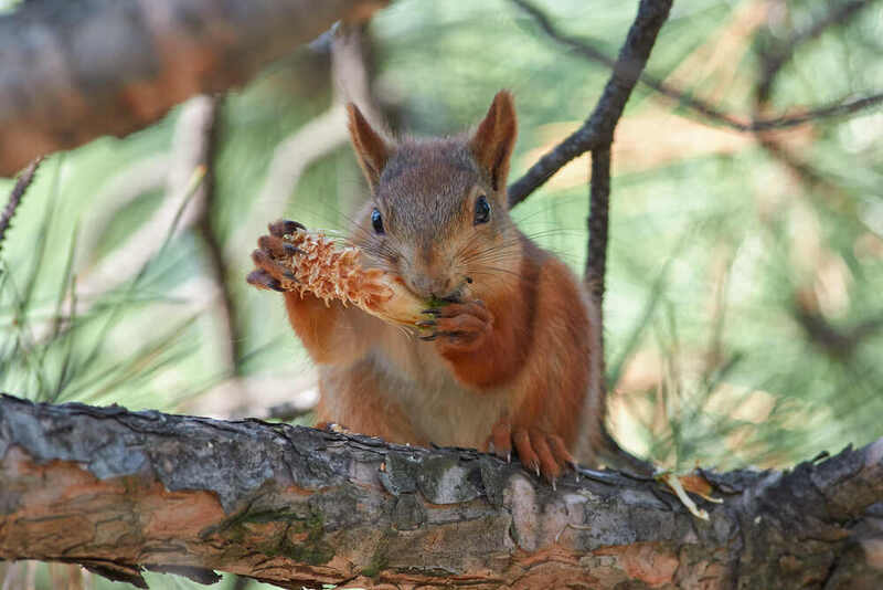 белка, scribus vulgaris,  # фото превью