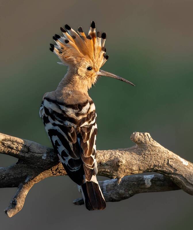 Удод фото превью