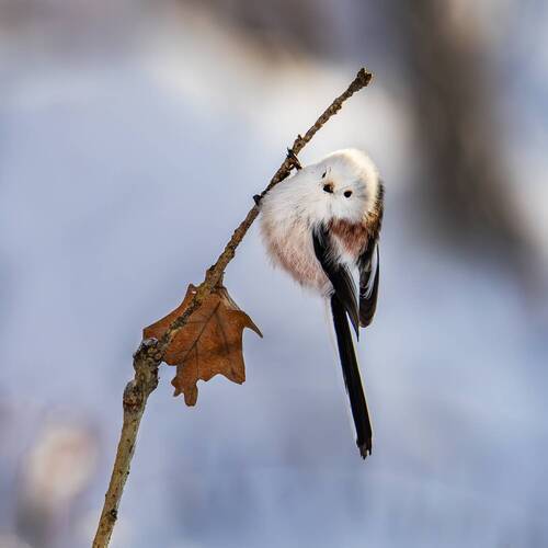 Длиннохвостая синица, или ополовник.