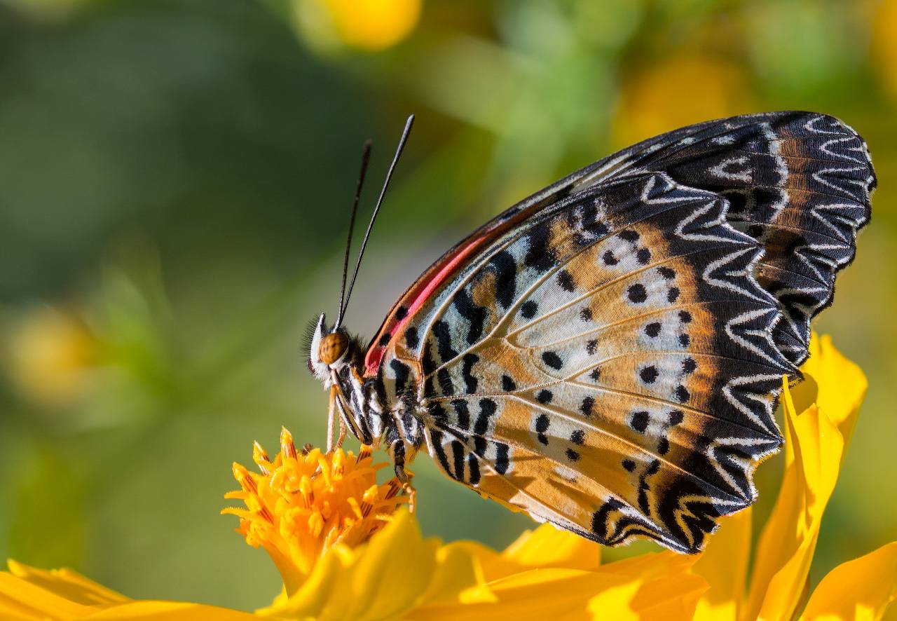 , Сергей Молоков