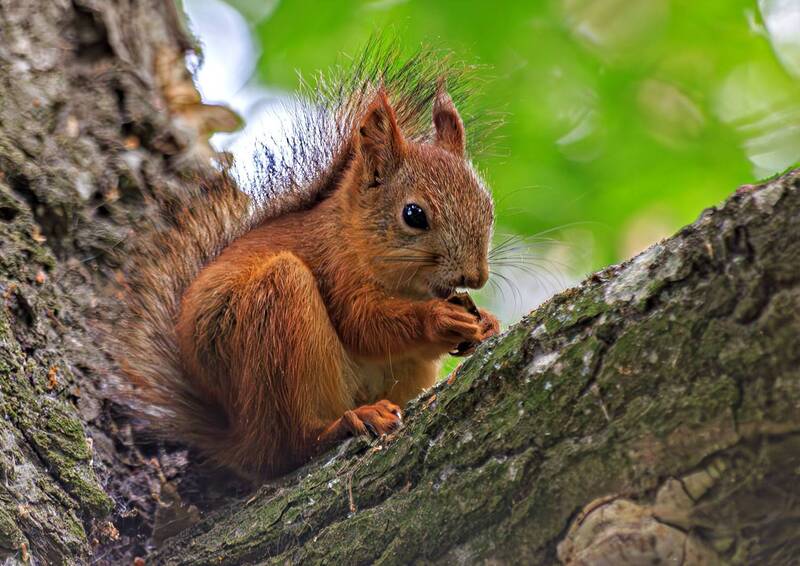 животные, белка, лето * * * фото превью