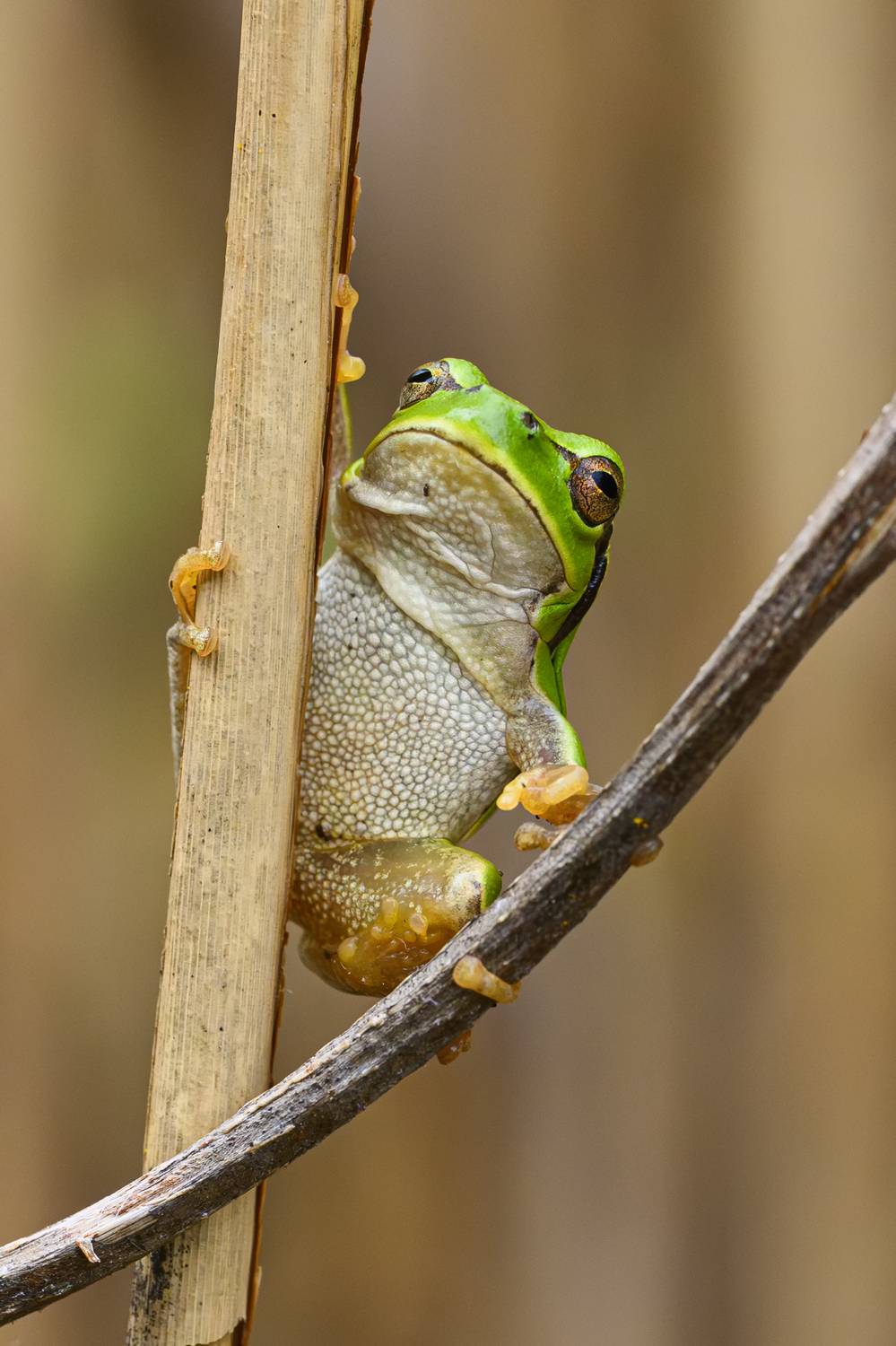 animals, Camilla Zocchi