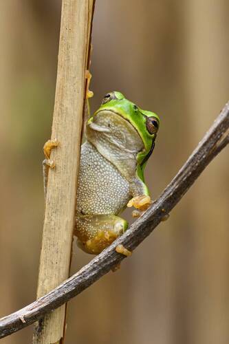 Hyla intermedia