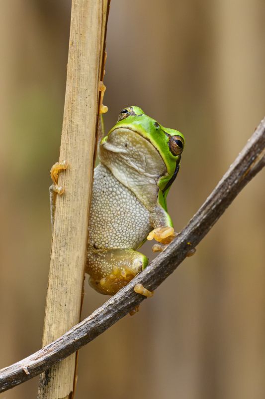 animals Hyla intermedia фото превью