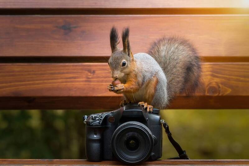 Белка фотограф фото превью