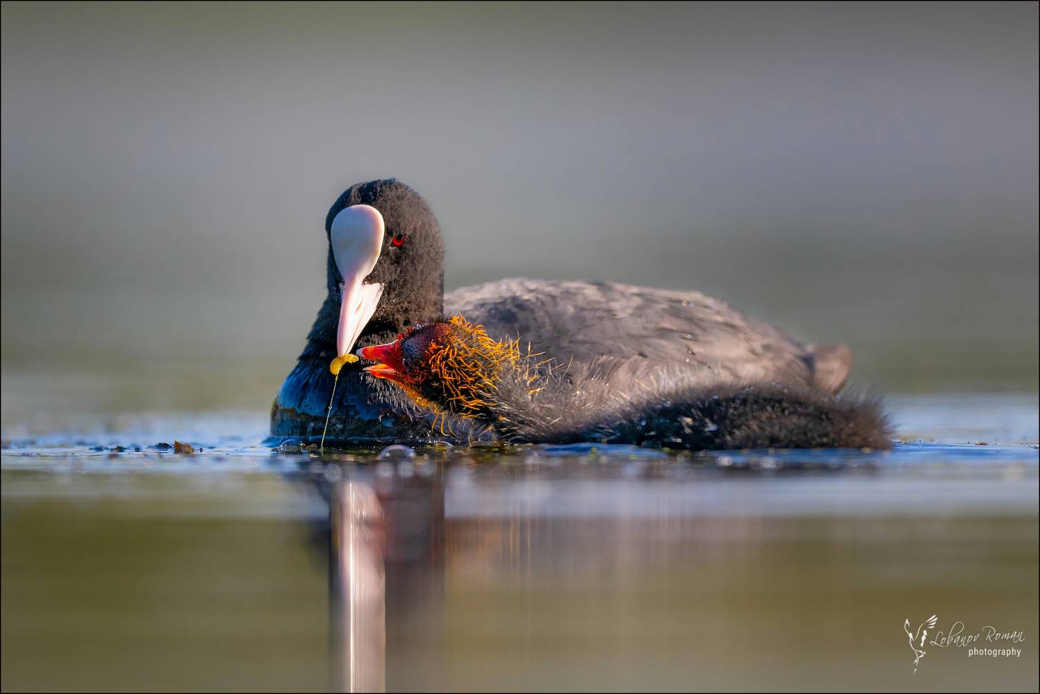 , Лобанов Роман