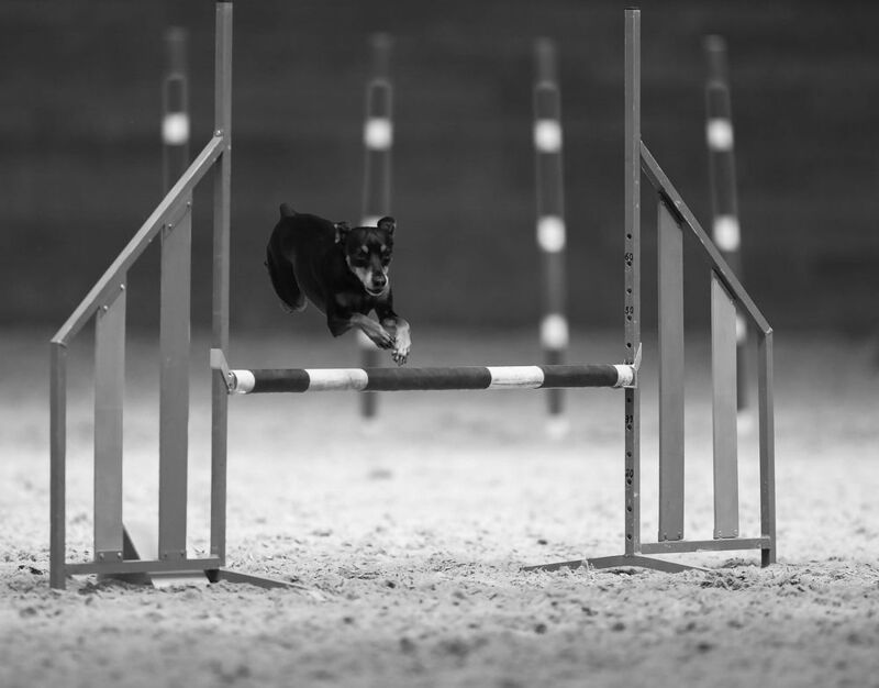 соревнования,аджилити, собака,прыжок, спорт, dog, competition, jump, sport Прыжок в ритме скорости фото превью