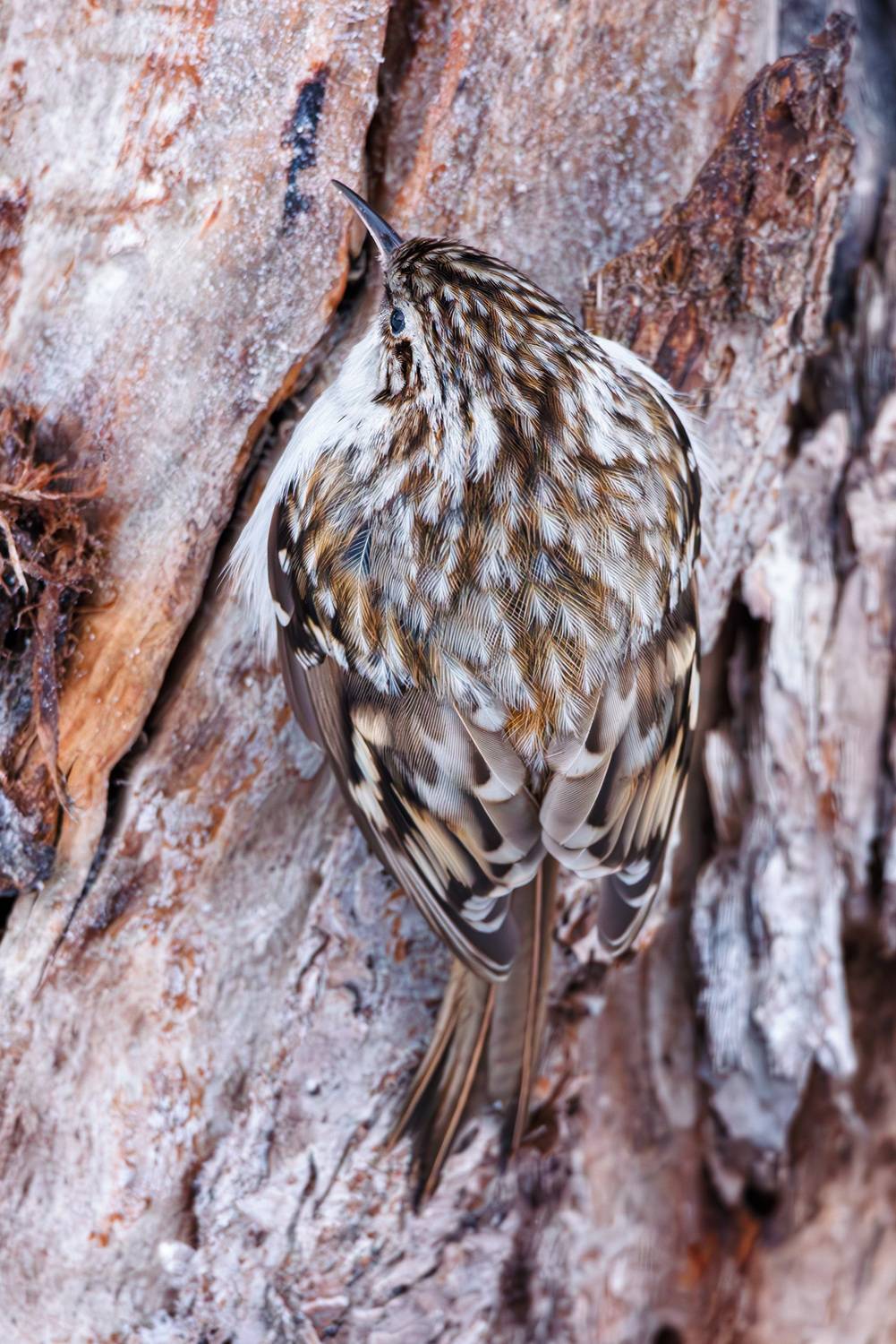 , Морозов Сергей