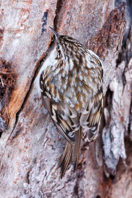Пищуха обыкновенная фото превью