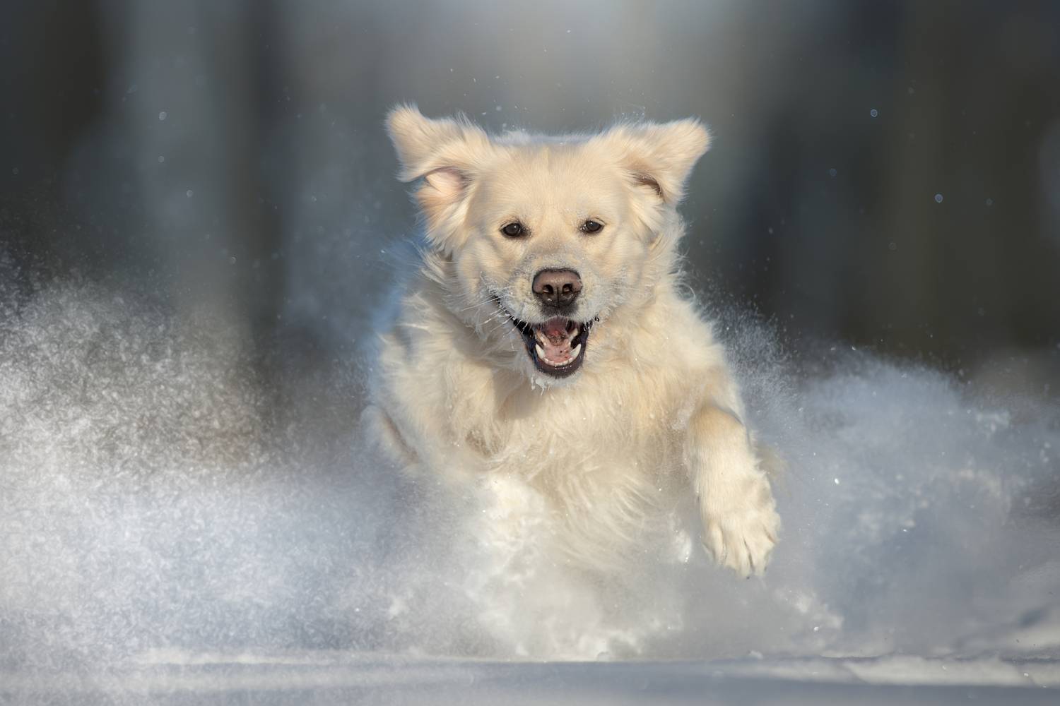 , Светлана Писарева