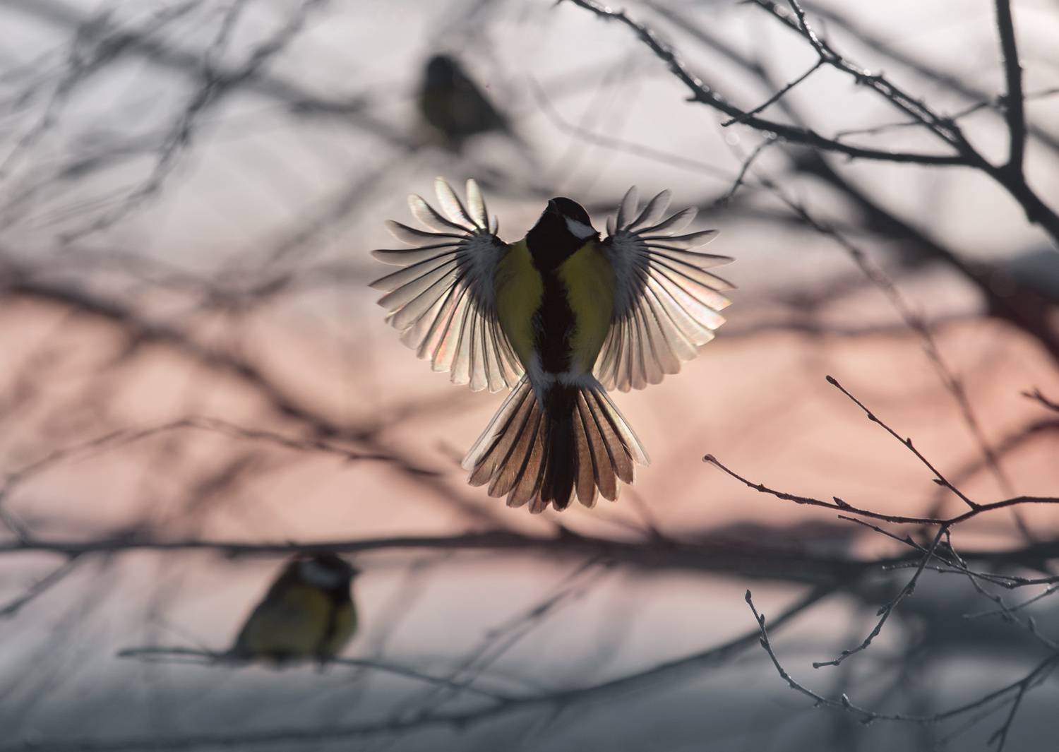лес, свет, утро, природа, синица, птицы, Баранов Олег