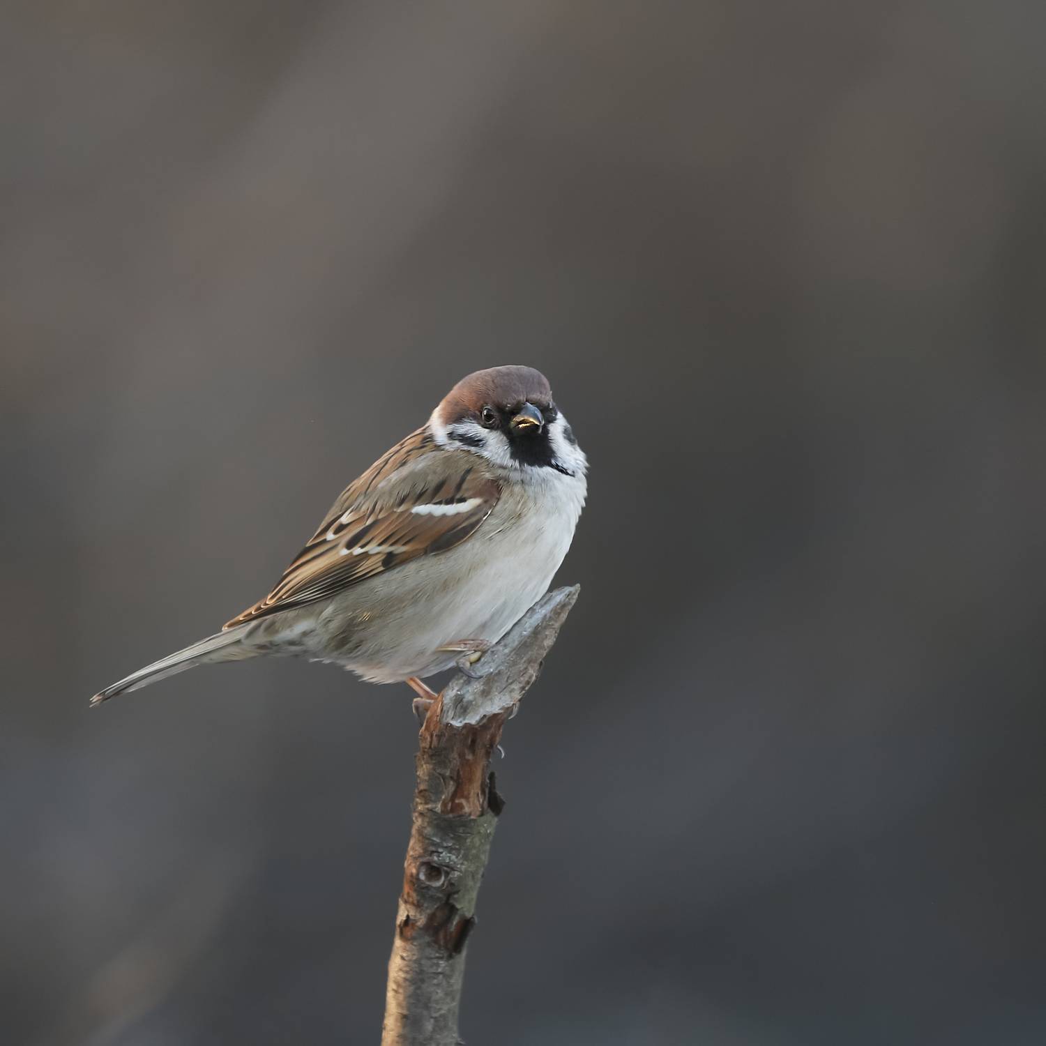 природа, Валерий Черняк