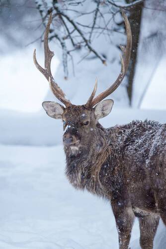 Одноглазый самец
