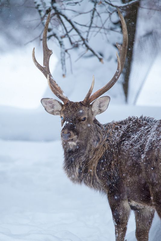 олень, deer, лес, снег, снежинки, forest, snow Одноглазый самец фото превью