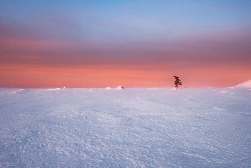 Одинокое дерево фото превью