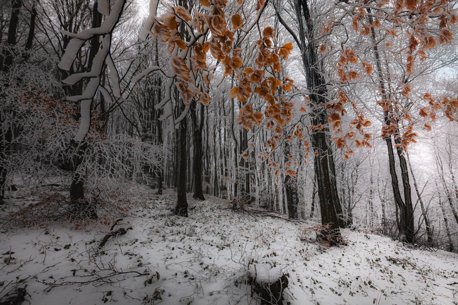 , Пенов Пламен