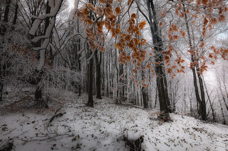 Winter\\\'s Tale фото превью