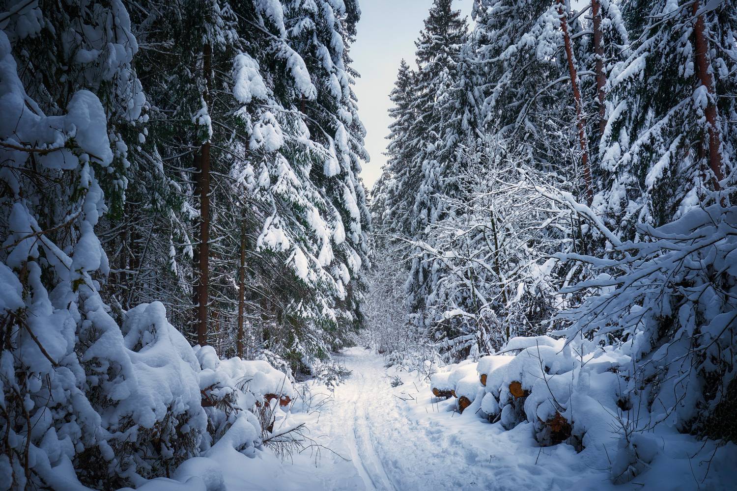 лес, деревья, снег, свет, Валерий Вождаев