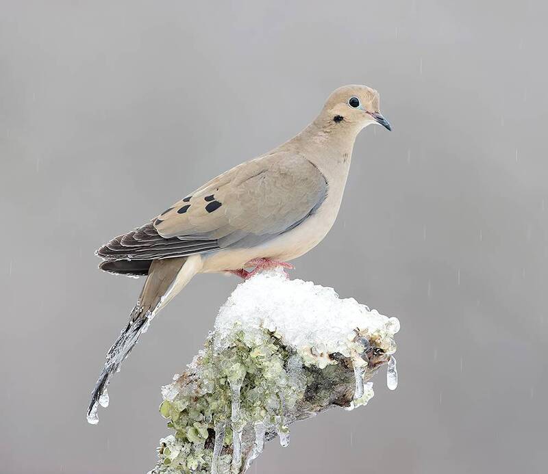 mourning dove, плачущая горлица, dove, горлица, зима, winter bird, птицы, snow, winter, cold Mourning Dove -Плачущая Горлица фото превью