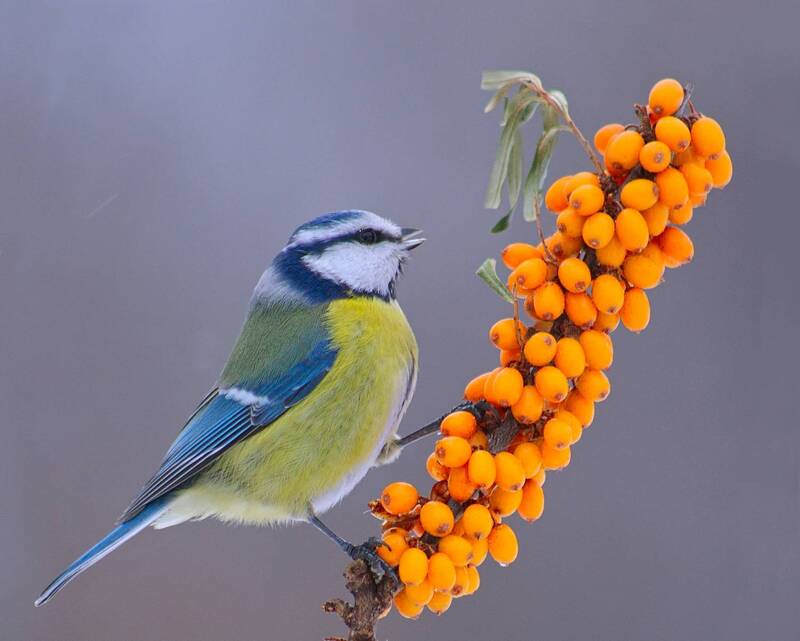 лазоревка, parus caeruleus, облепиха крушиновидная, hippophae rhamnoides, С букетиком Солнышек фото превью