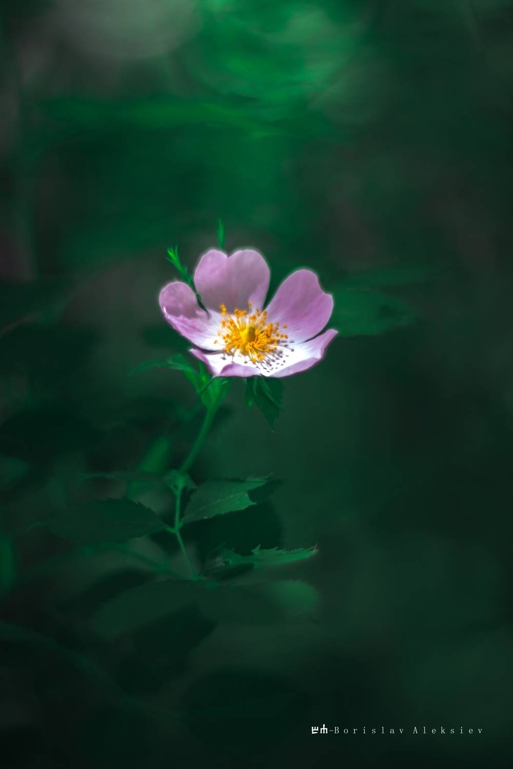 green,light,dark,travel,nature, Алексиев Борислав