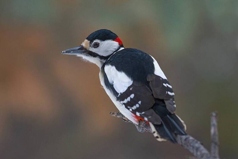 большой пёстрый дятел,бор Большой пёстрый дятел фото превью