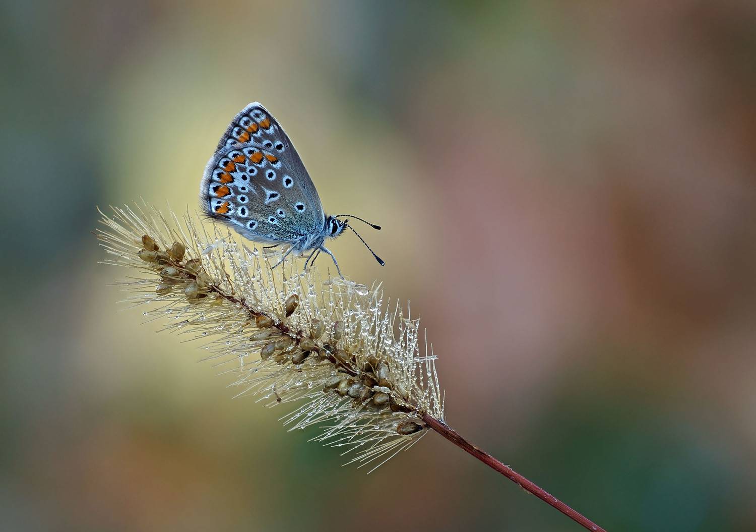Бабочка, Голубянка, Чепленко Алексей