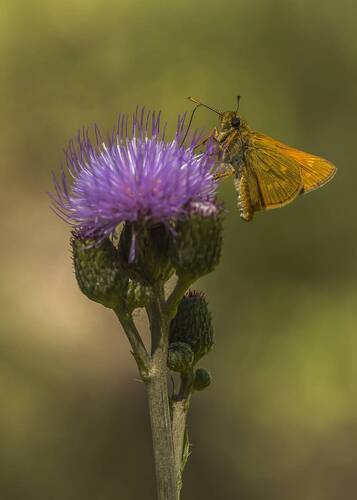 Ochlodes sylvanus