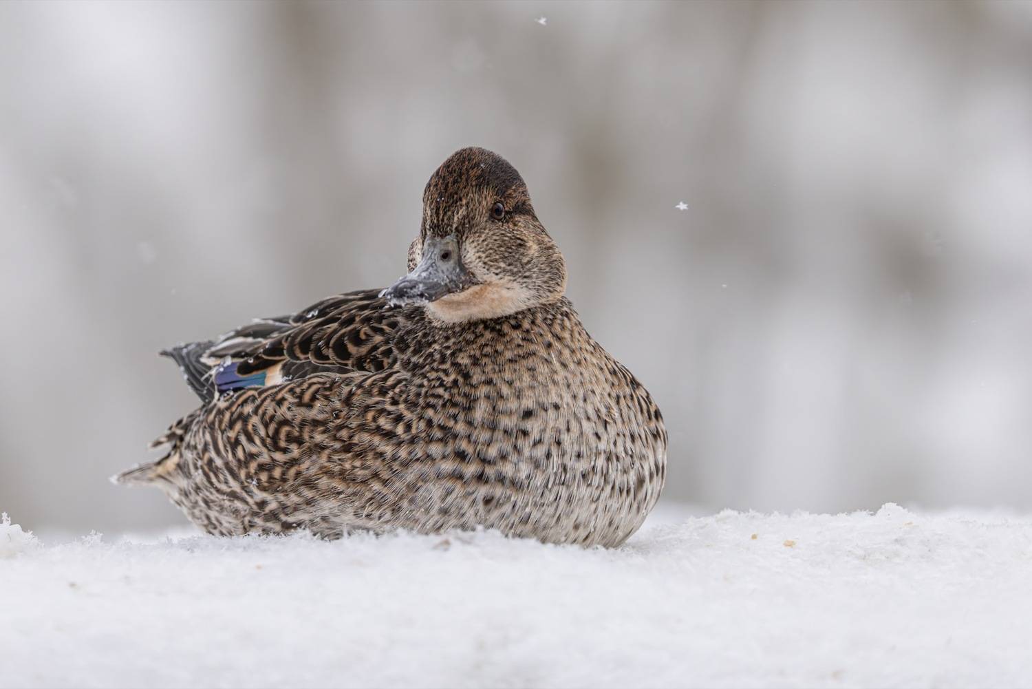 чирок-свистунок, чирок свистунок, чирок, свистунок, птицы, утка, Ruslan Pl