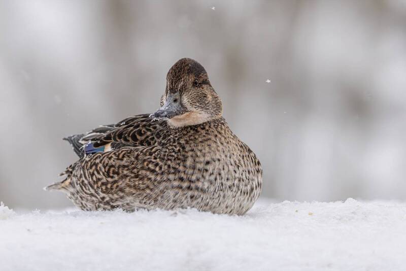 чирок-свистунок, чирок свистунок, чирок, свистунок, птицы, утка Чирок-свистунок фото превью