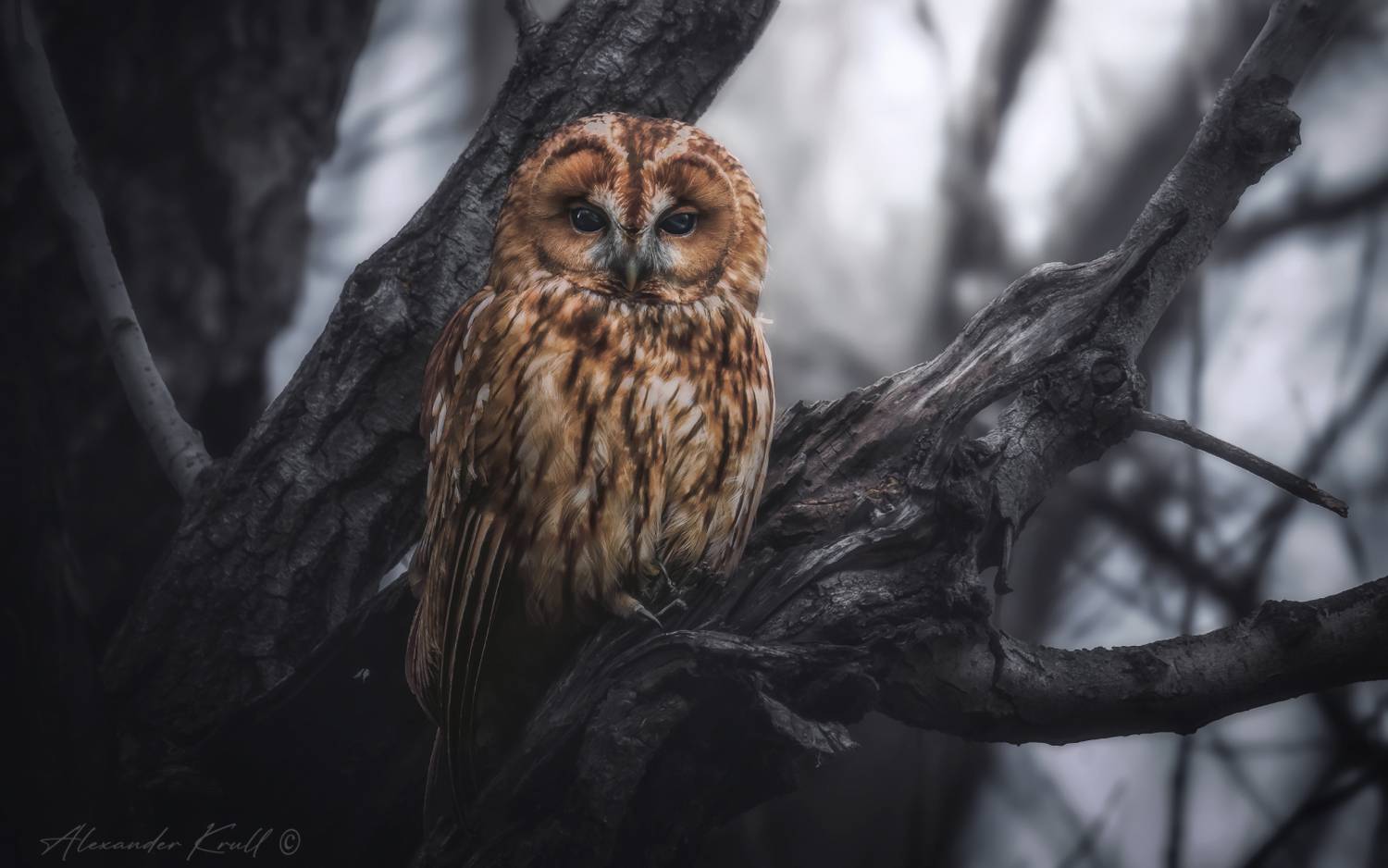 сова, неясыть, серая неясыть, обыкновенная неясыть, strix aluco, tawny owl, Круль Александр