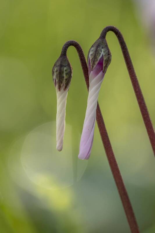 macro, flowers, plants, nature, spring, red, grass cyclamen flowers фото превью