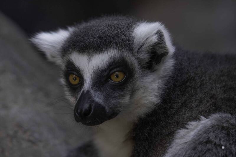 Ring-tailed lemur фото превью