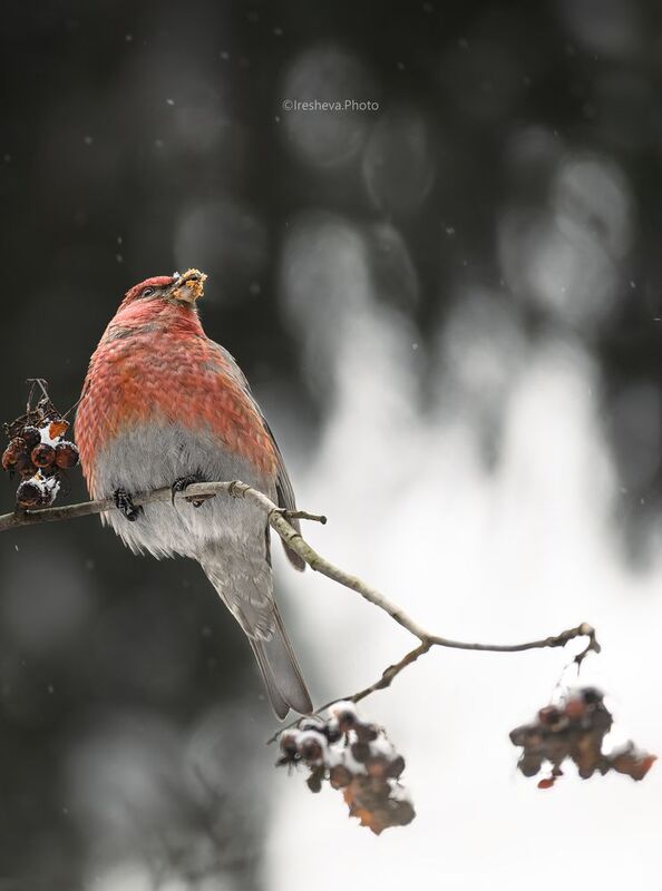 Щур, птица Щур фото превью