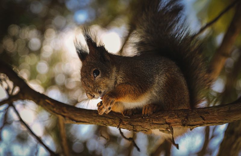 Московская обл. О белках.. фото превью