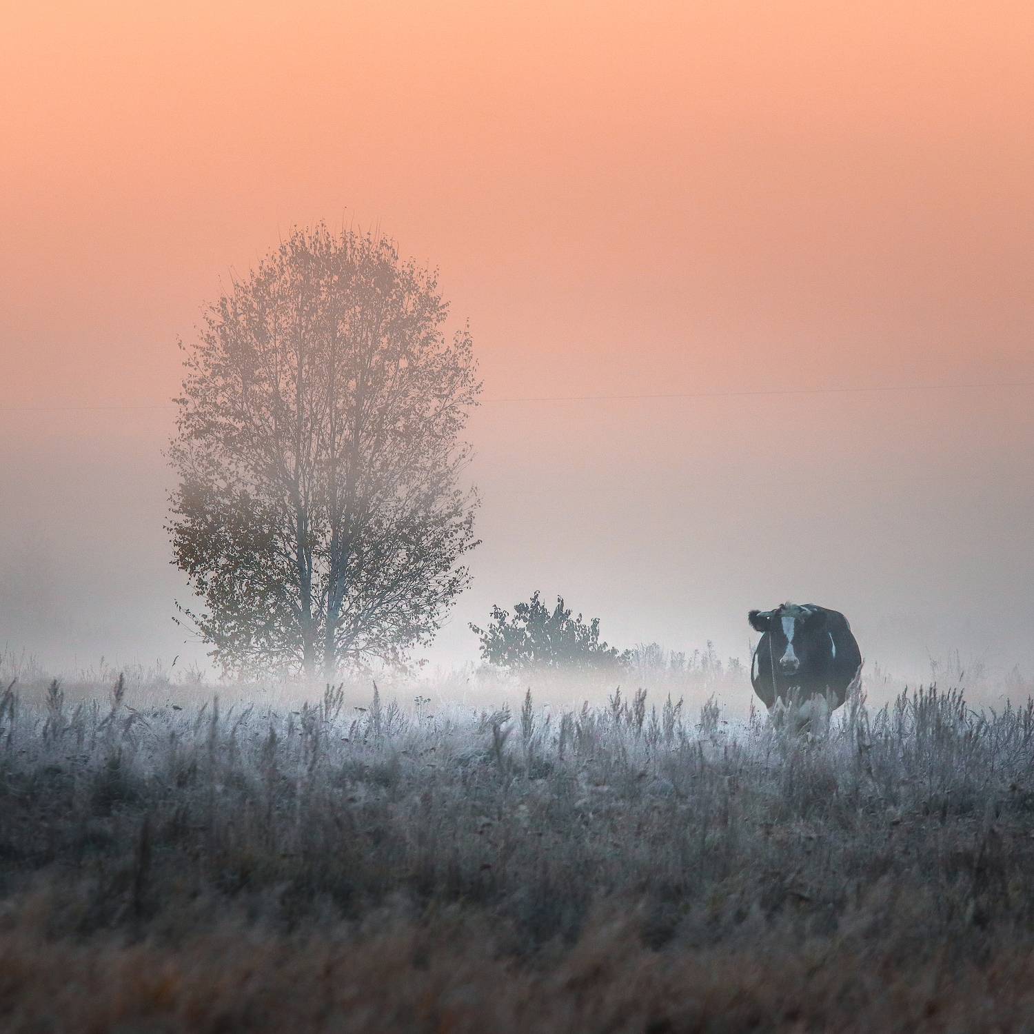 утро, рассвет, туман, поле, пастбище, корова, сельская жизнь, природа, пейзаж, тишина, спокойствие, минимализм, осень, холод, трава, дымка, розовое небо, Васильев Игорь