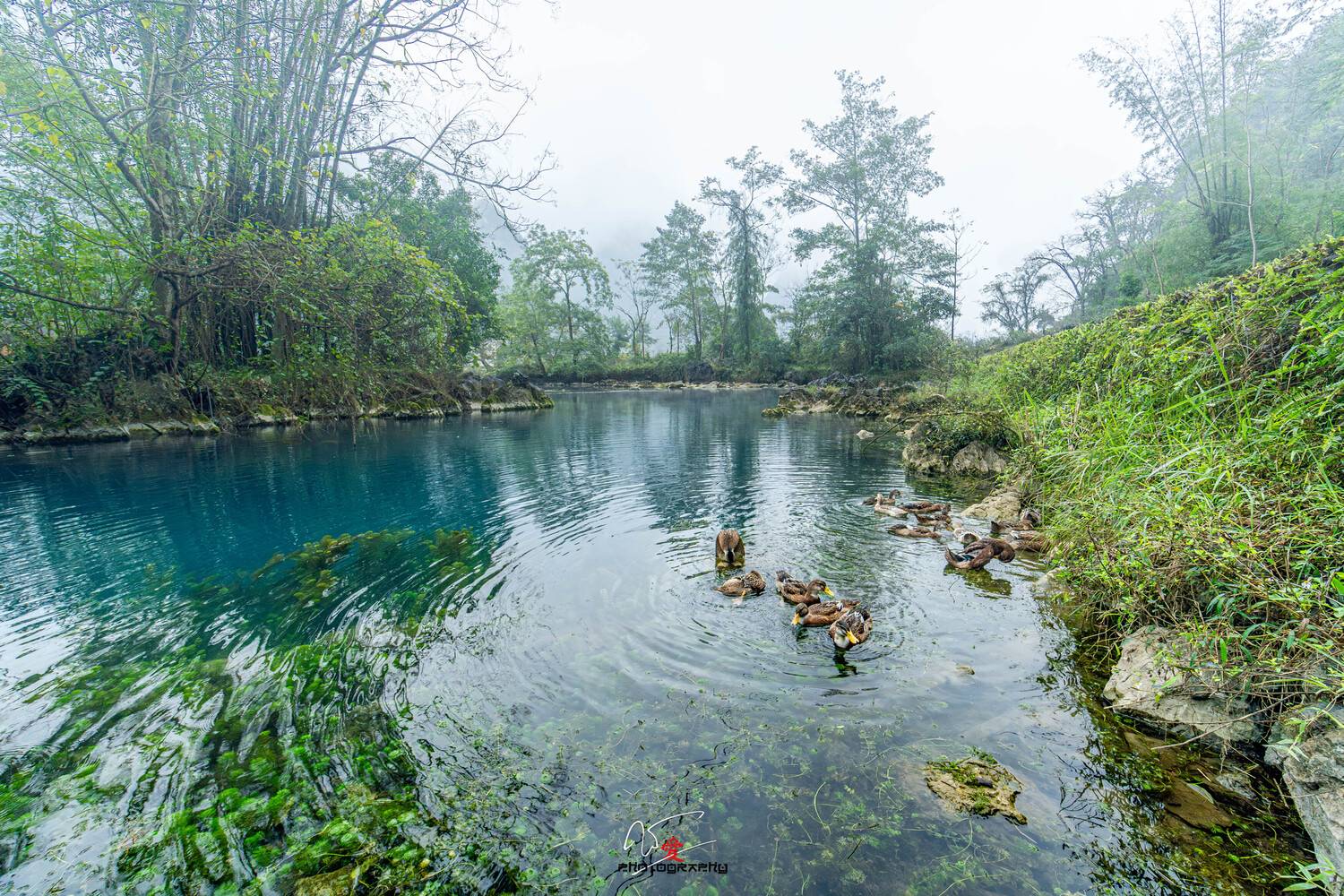 duck, vietnam, caobang, blue, green, Do Trung